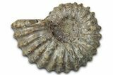 Bumpy Ammonite (Douvilleiceras) Fossil - Madagascar #343848-1